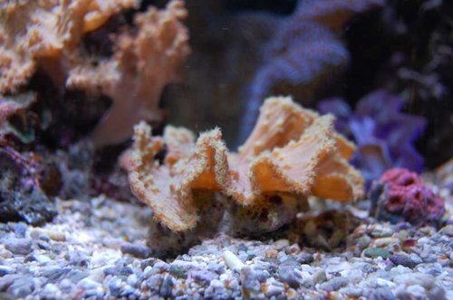 DSC_1368.JPG