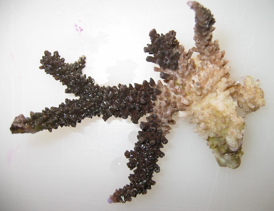 Acropora-3.jpg