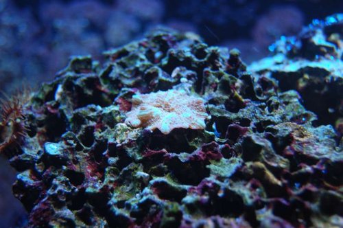 DSC_1351.JPG