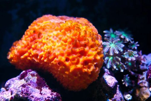 Michaels akvarium (27 of 45).jpg