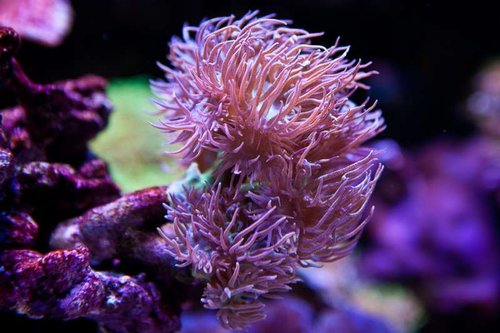 Michaels akvarium (35 of 45).jpg