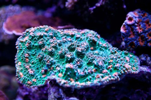 Michaels akvarium (45 of 45).jpg