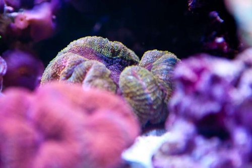 Michaels akvarium (38 of 45).jpg