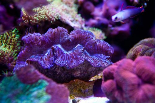 Michaels akvarium (39 of 45).jpg
