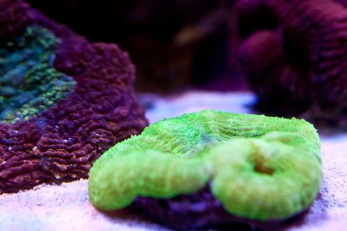 Michaels akvarium (40 of 45).jpg