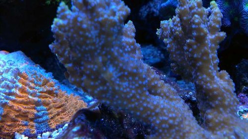 Montipora hispida