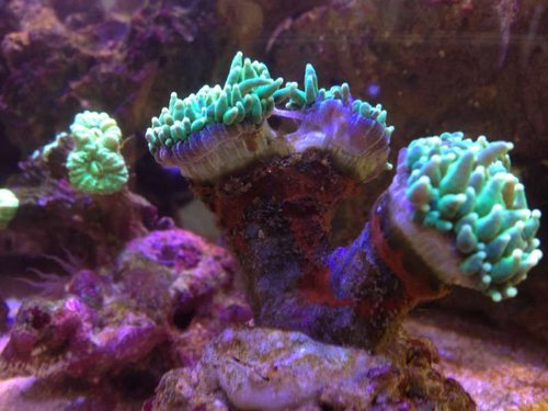 IMG_2871.JPG (47.68 KiB) Vist 1511 gange Hammer koral