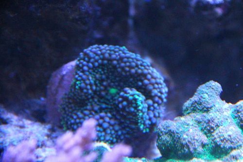 IMG_6685.JPG