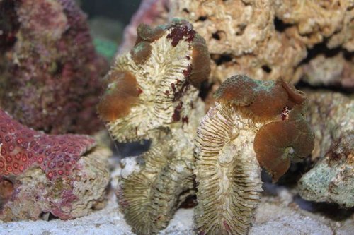 Anemone.jpg
