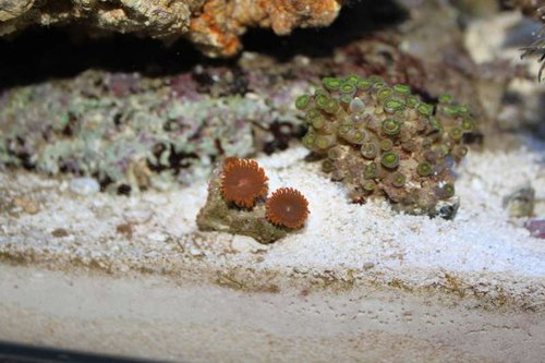 zooanthus.jpg