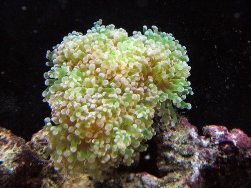 anemone1.jpg