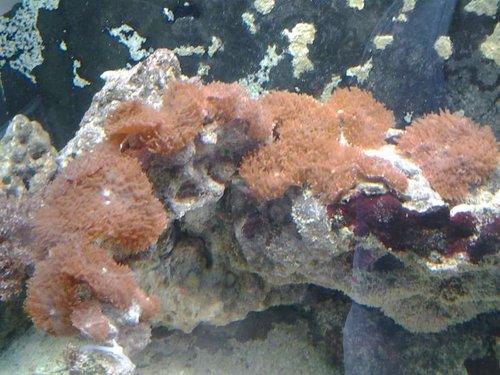 Anemoner. Hvilke?
