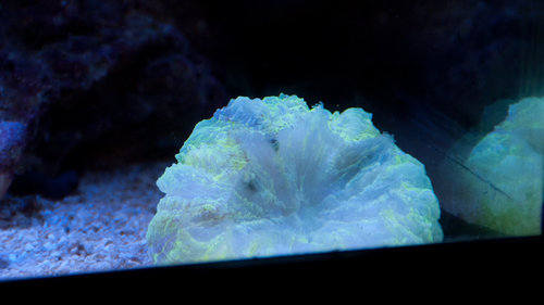 Acanthophyllia (1 of 1).jpg