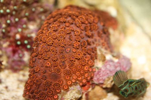 koral nummer 1.jpg (44.88 KiB) Vist 873 gange NUMMER 1