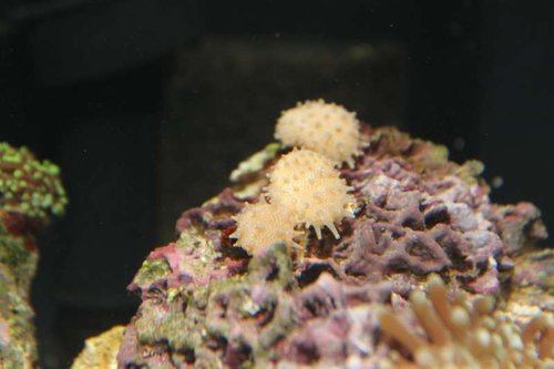 koral nummer 2.jpg (32.2 KiB) Vist 873 gange NUMMER 2 Tre små underlige piggede gevækster
