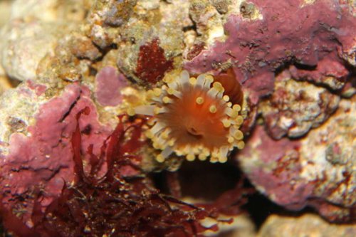 koral nummer 3.jpg (49.23 KiB) Vist 873 gange NUMMER 3 Tænker det kan være en skiveanemone men er langtfra sikker