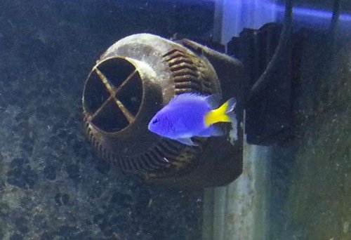 Svensker.jpg (35.75 KiB) Vist 7818 gange Svensker?