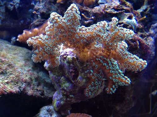 seriatopora caliendrum