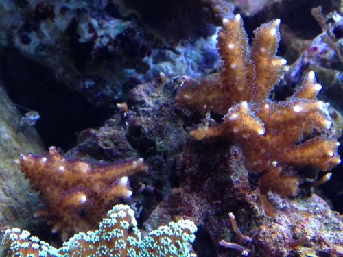 seriatopora hysterix