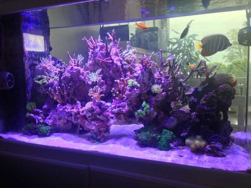 foto(31).JPG (57.79 KiB) Vist 1288 gange lige et hurdigt billede, det er ikke helt faldet til endnu, men tror det bliver max fedt.