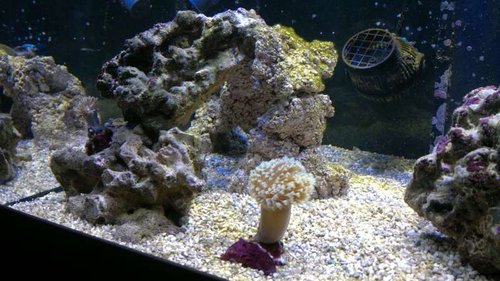 2013-06-18-2407.jpg (58.72 KiB) Vist 1525 gange Venstre side med den nye JJ-keramiksøjle fra en anden vinkel som er ved at blive indkørt