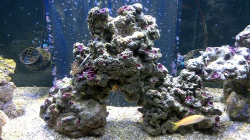 2013-06-18-2408.jpg (64.61 KiB) Vist 1423 gange Midten (elastik rundt om en levende sten, så Sarcophyton'en kan sætte sig fast)