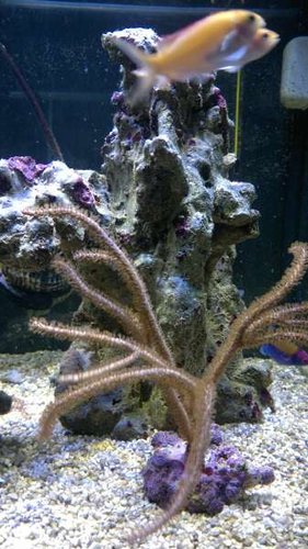2013-06-18-2418.jpg (37.69 KiB) Vist 1531 gange Højre side (har savet 10 cm af, så jeg kan placere koraller på toppen)