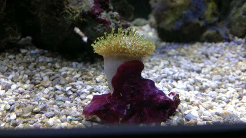 2013-06-18-2411.jpg (40.78 KiB) Vist 1421 gange Sarcophyton Elegance (hedder alle Sarcophyton dette?)