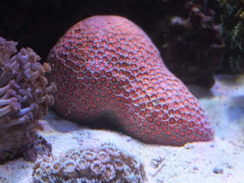 Ufattelig fluorescerende lyserød Goniopora