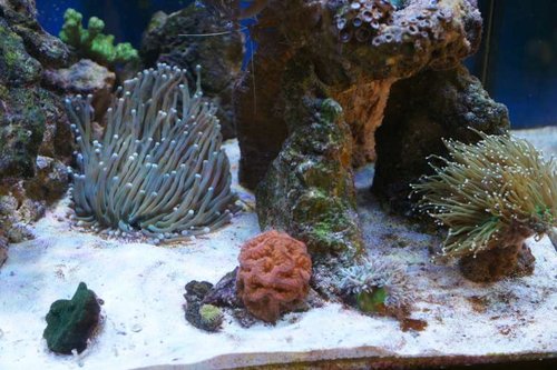 Heliofungia, Montipora Danae (Grøn), Ricordea florida (Orange/lilla), Blastomussa wellsi (Rød), Euphyllia paraglabrescens, Duncanopsammia axifuga