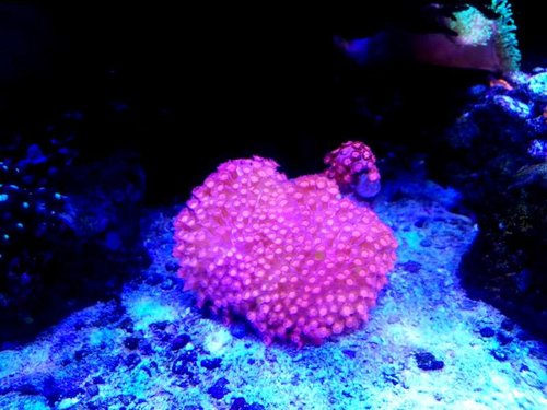Helt ny pink goniopora