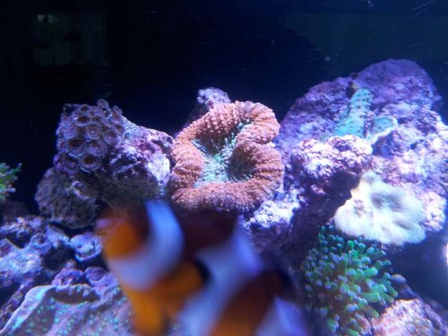 Lobophyllia sp. rød grøn