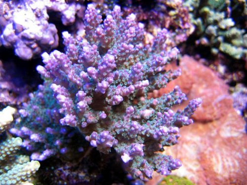 Picture%2034%20-%20Acropora%20valida[1].jpg