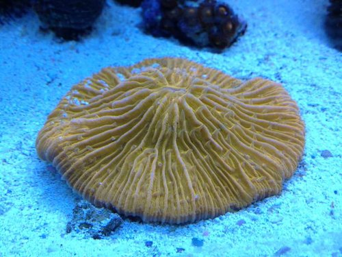 fungia