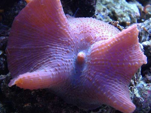 discosoma