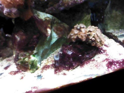 Cyano og MEGET gerne id af anemonen