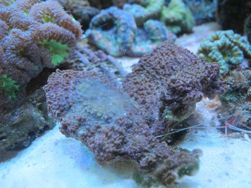 Montipora død.JPG