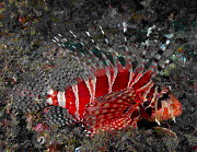 Dendrochirus zebra Zebra Lionfish