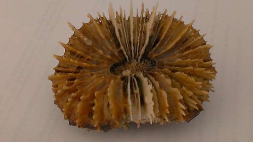 Acanthophyllia