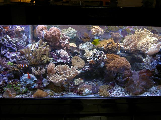 Flot akvarium.