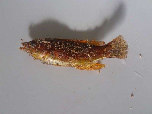 Kamikaze fisk tager springet ud i det blå.