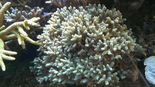S. caliendrum, hele korallen