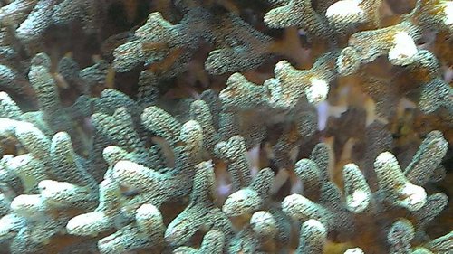 S.caliendrum, nærbillede