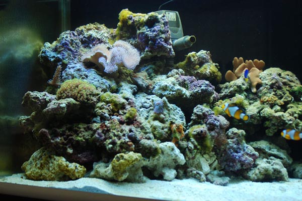 akvarium 231.jpg