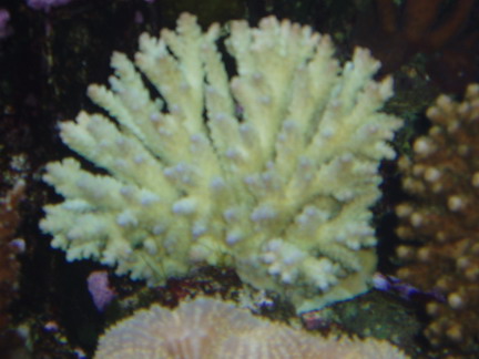 en acopora