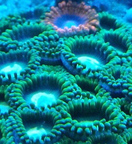 zoa sf 2013 032.jpg
