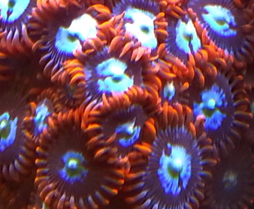 zoa sf 2013 012.jpg