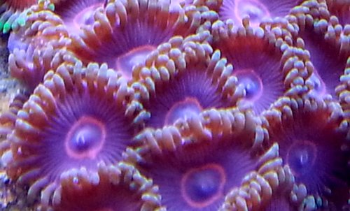 zoa sf 2013 016.jpg