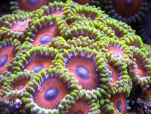 zoa sf 2013 014.jpg