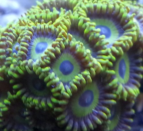 zoa sf 2013 009.jpg